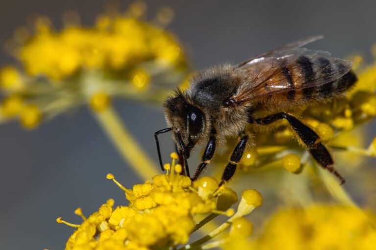 a bee is on a yellow flower with a yellow stem