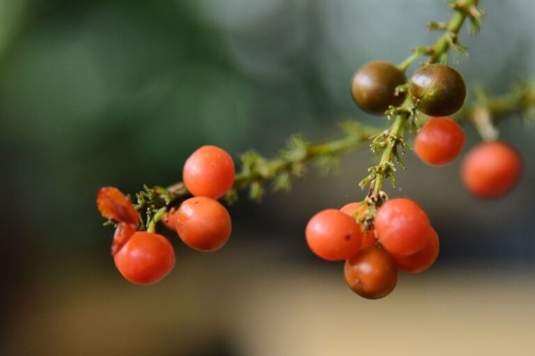 close up of vibrant red berries on thorny branch